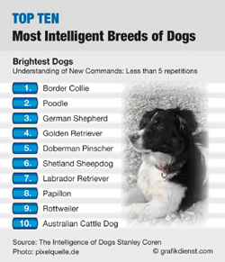 most intelligent dogs ranking